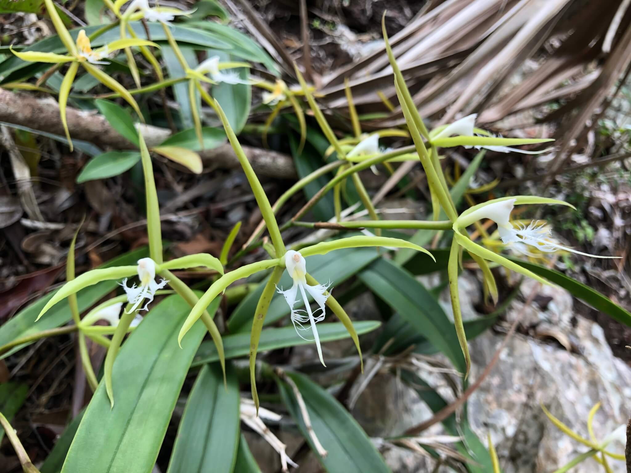 Epidendrum ciliare